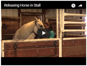 Releasing a Horse in a Stall