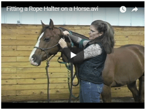 How to Fit a Rope Halter