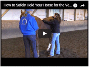 How to Safely Hold Your Horse for the Vet/Farrier