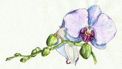 Watercolor realistic orchid painting: step by step workshop