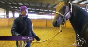 Lunging Your Horse – Mirjam Stillo Lunging Your Horse – Mirjam Stillo