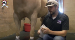 Protecting Your Horses Knees