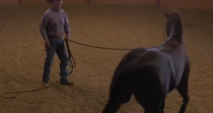 Lunging Troubleshooting