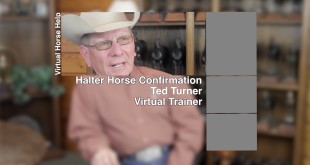Halter Horse Conformation – Ted Turner