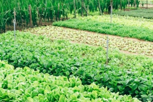 Growing Organic Food Sustainably Growing Organic Food Sustainably