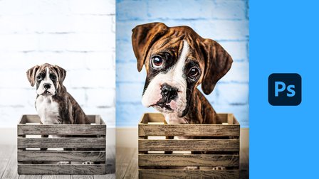 Create Your Pet Caricature From Photographs in Photoshop